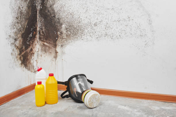 Best Affordable Mold Removal  in Magnolia, NC