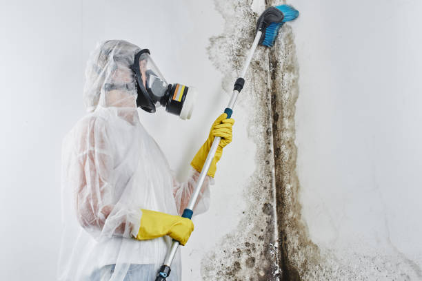 Best Attic Mold Removal  in Magnolia, NC